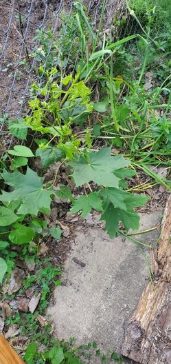Maple Tree for sale