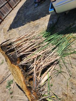 Cattails for Pond