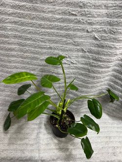 Philodendron Burle Marx Reversed