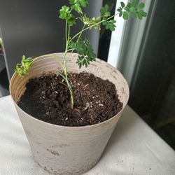 Ruda Plant