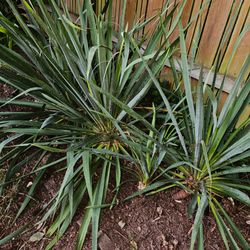 Yucca Plants and Starts
