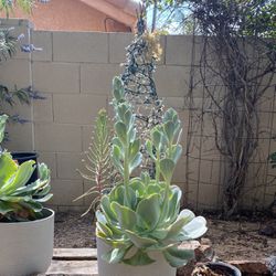 3 Big Blooms On A Large Succulent 