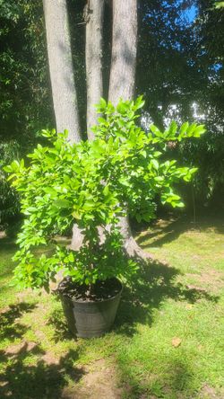Lemon 🍋 tree 🌳