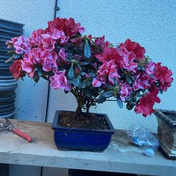Bonsai, Dark And Light Pink Color Flower Azalea In A Blue Bonsai Pot. Three Plants Planted Into One.