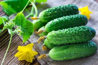 Cucumbers Ekol F1 10 Seeds free delivery to your home