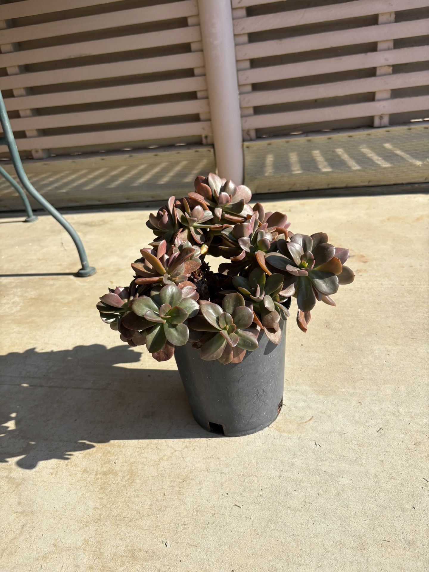 Large Potted Succulent Outdoor Plant