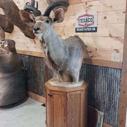 AFRICAN KUDU MOUNT 