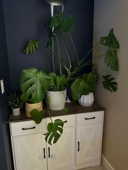 Monstera