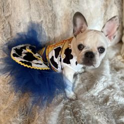 Dog Halloween Costume Size Small