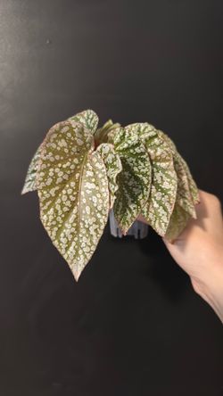 Begonia snow capped