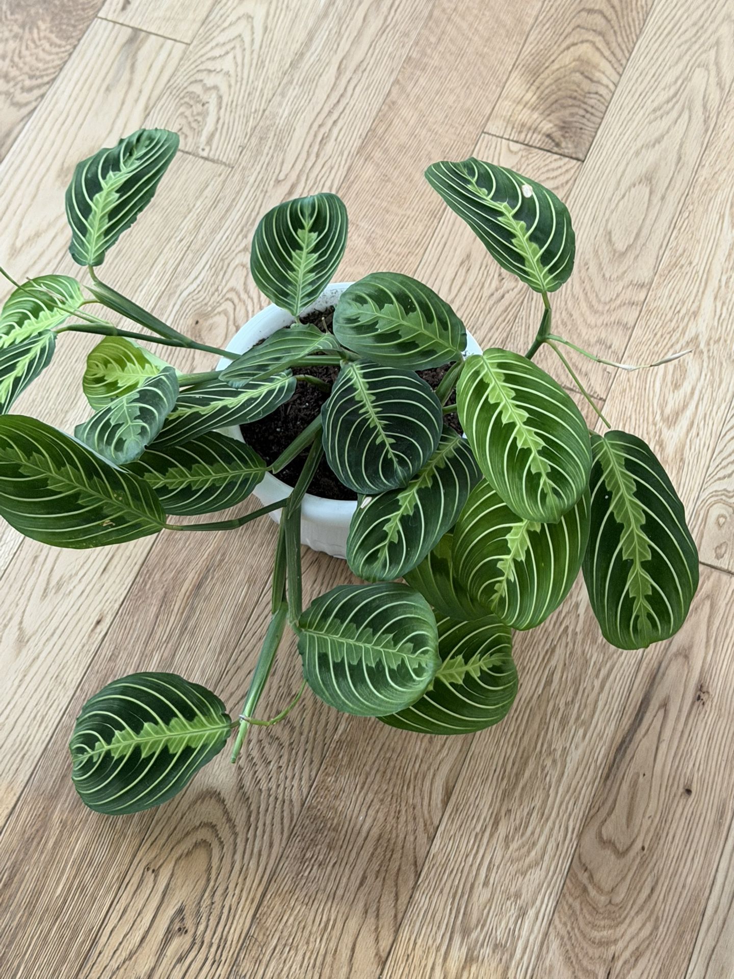 Lime Lemon Maranta Prayer Plant
