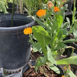 Marigold Flower Pot 10$