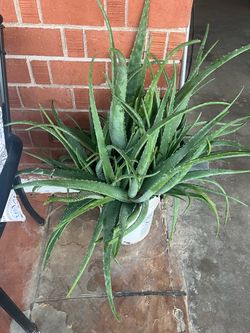 Aloe Vera Plants Elephant Food Plants Agave