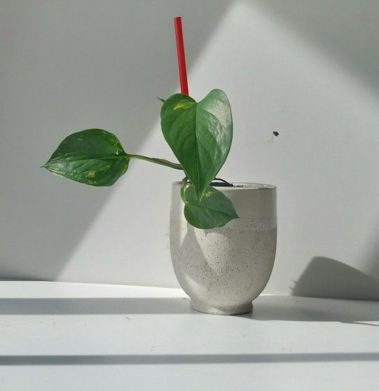 Lush Trailing Golden Pothos Money Plant/ House Plant/ Indoor Plant