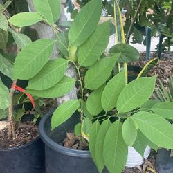 Cherimoya Fruit Tree – Healthy & Established – $25