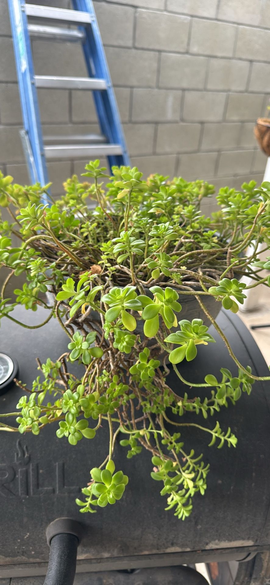Succulent Plant $20