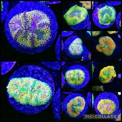 10 Pack Ultra Premium Ricordea WYSIWYG 