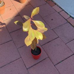 African Milk Brush Plant 🪴 In Red Ceramic Design Pot 