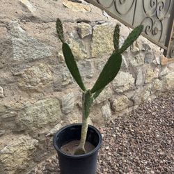 Prickly Pear Cactus