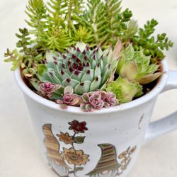 Outdoor Succulents in a Mug. Sammamish, Beaver Lake