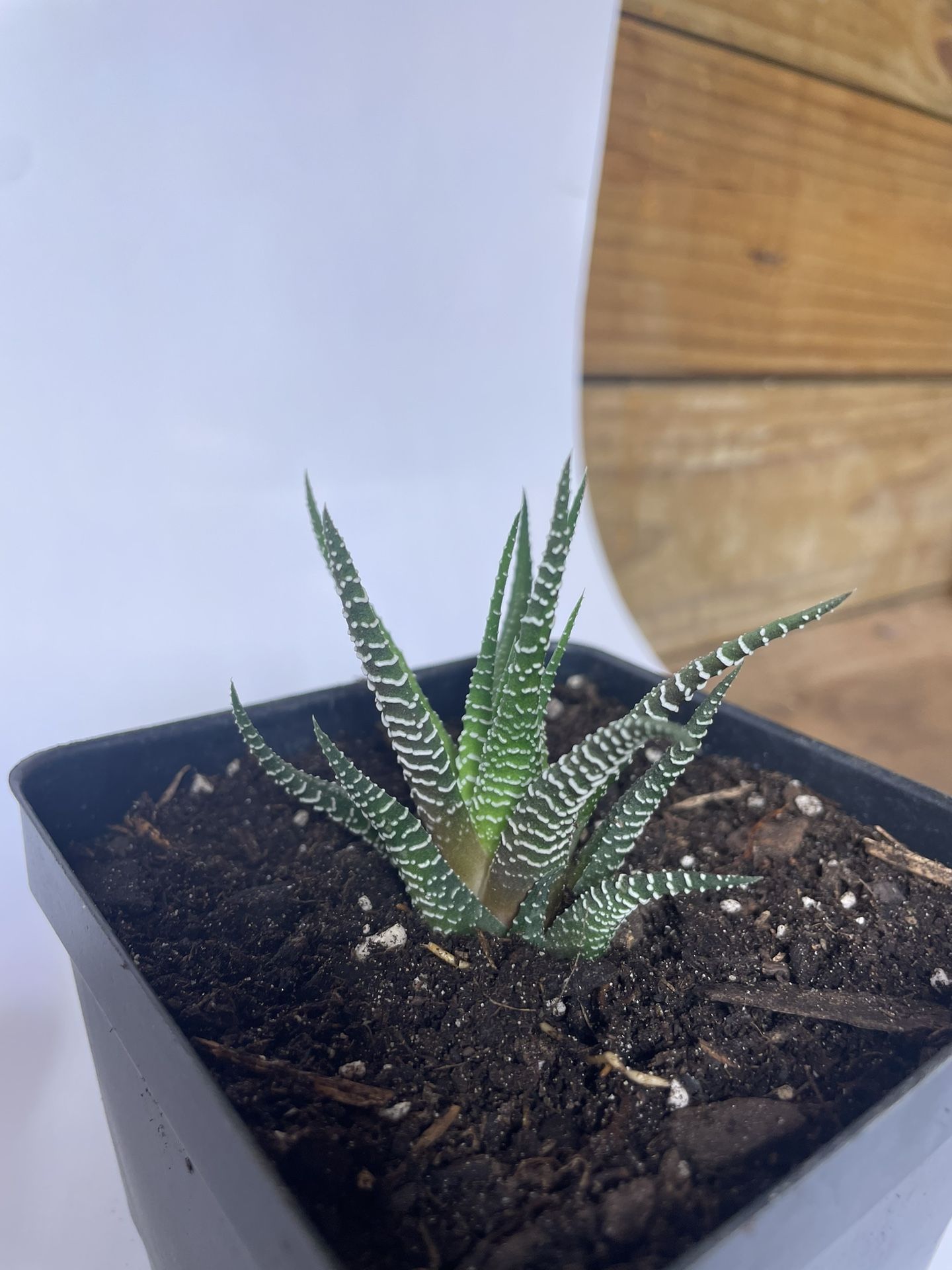 Zebra Plant Succulent