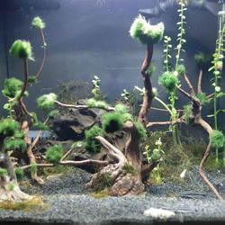 Aquascaping Package