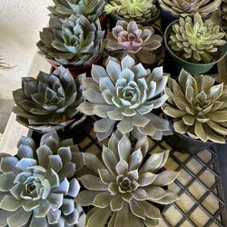 6 Inch Succulent 5$ Each