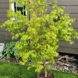 Beautiful Japanese Maple Tree 5ft Tall