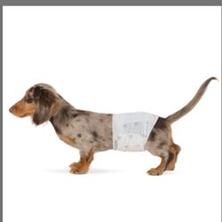 Male Wrap Disposable Male Dog Size S
