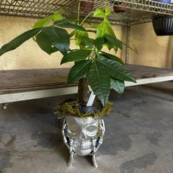 Natural Money Trees Plants 