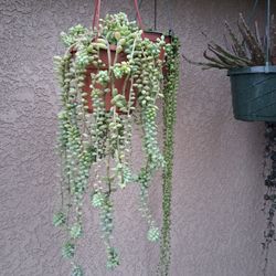 Donkey Tails Succulent Plant $25