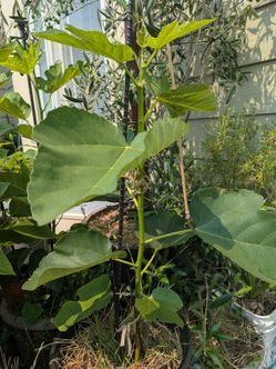 The Tree Organic  Fig .Price negotiable