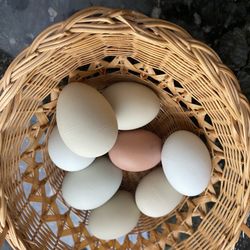 Fresh Organic Chicken Eggs For Sale