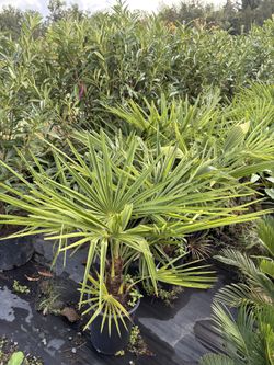 Windmill Palm Trees!!