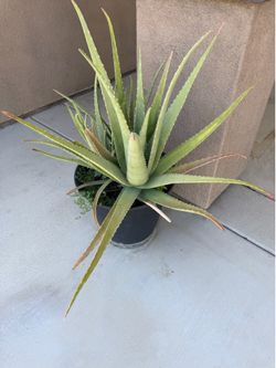 Plant