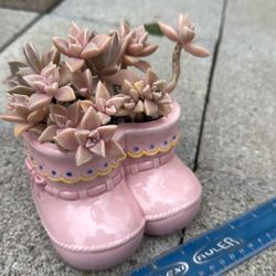 Succulent Plant 