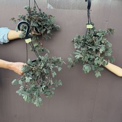 6” pellionia watermelon 