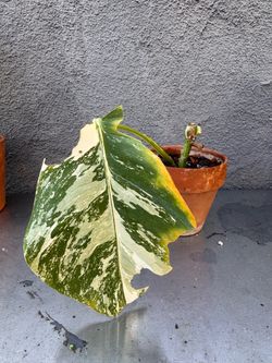 Monstera Albo