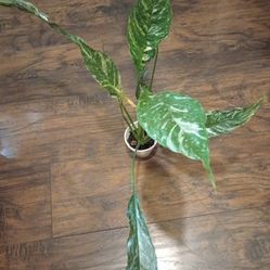 Variegated Peace Lily Plant ( Pls Read Description Below)