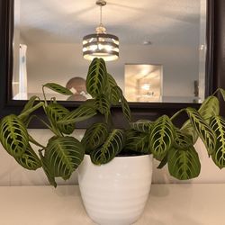 Beautiful Big Maranta Prayer Plant