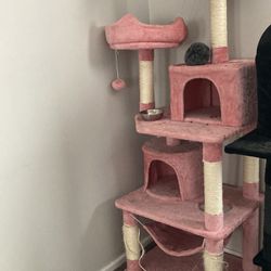 Cat Play Post