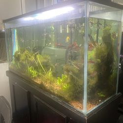75 Gallon Fish Tank With Stand