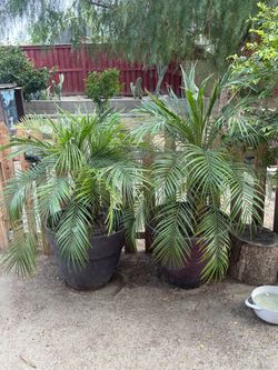 Palm Trees / Palmas
