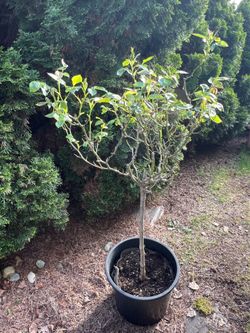 Mini Orange Tree Rose plant 4 feet