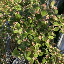 Cotoneaster franchetii