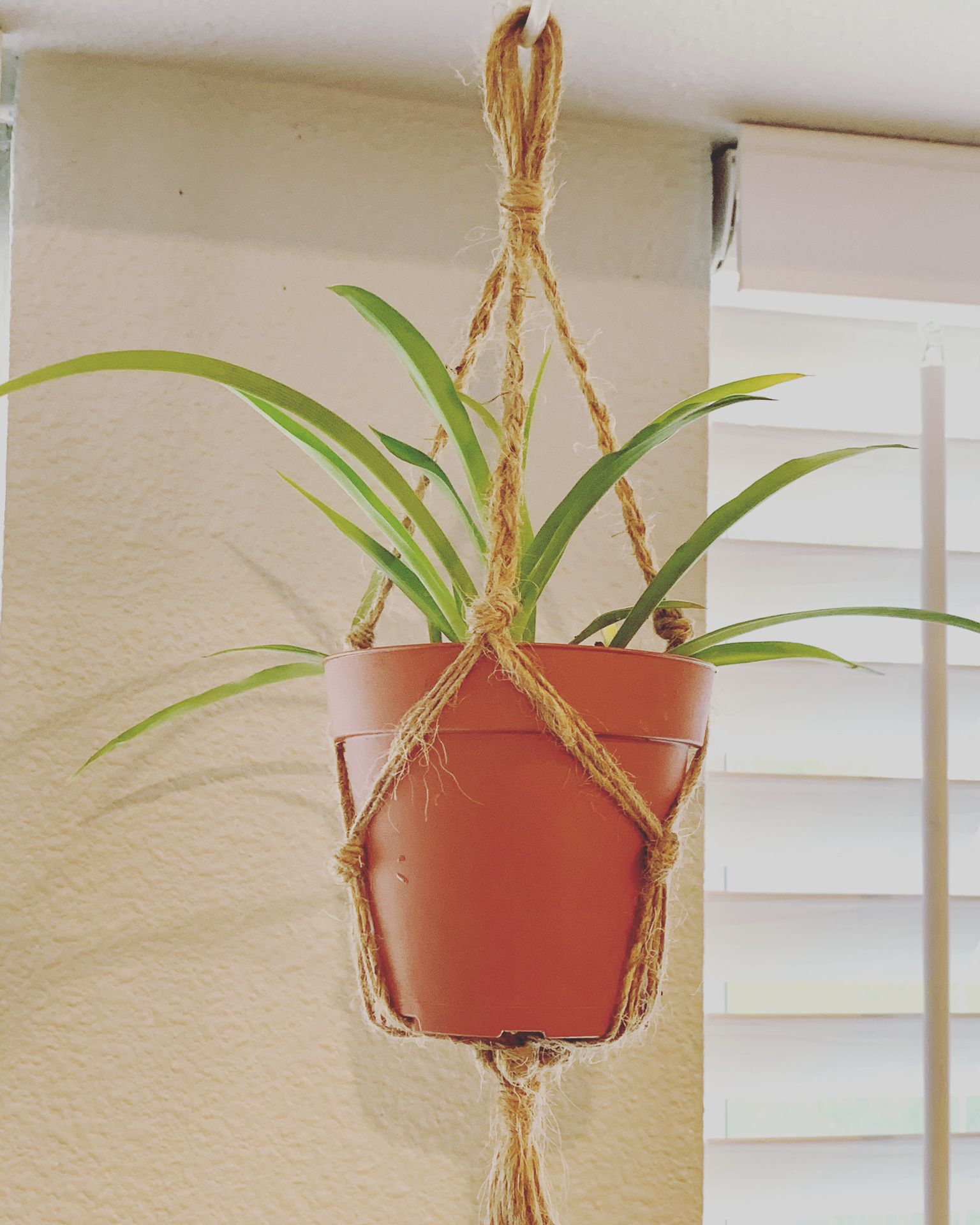 Homemade plant hanger W/ real Spider Plant 🌱