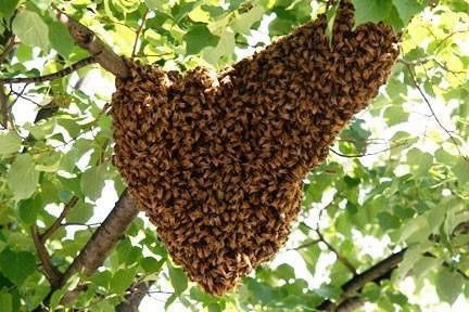 Free bee swarm removal and 40 dollars reword