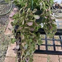 Plants