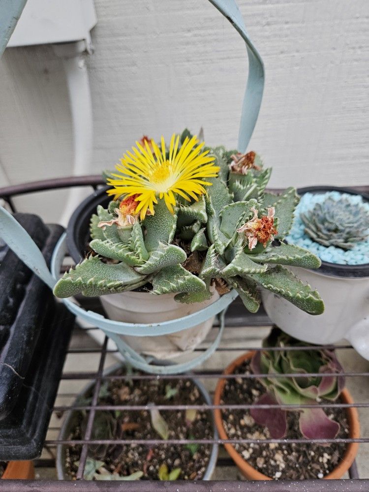 Succulents
