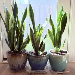 Snake plants in Ceramic Planter $22 each
